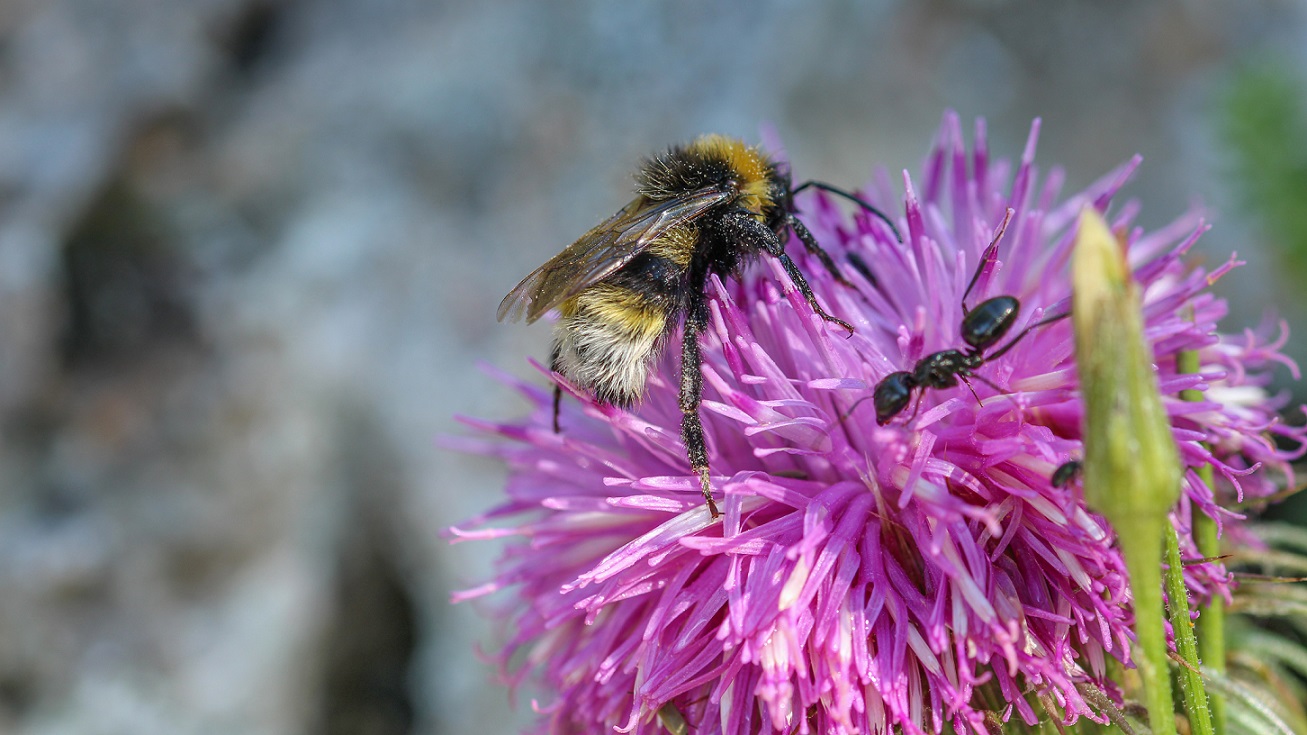 Apidae: Bombus sp.